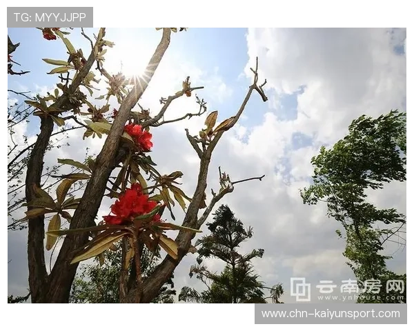 开云官方网址注册指南,详细介绍开云集团官网账号注册的完整流程 开云官方网址注册指南,详细介绍开云集团官网账号注册的完整流程